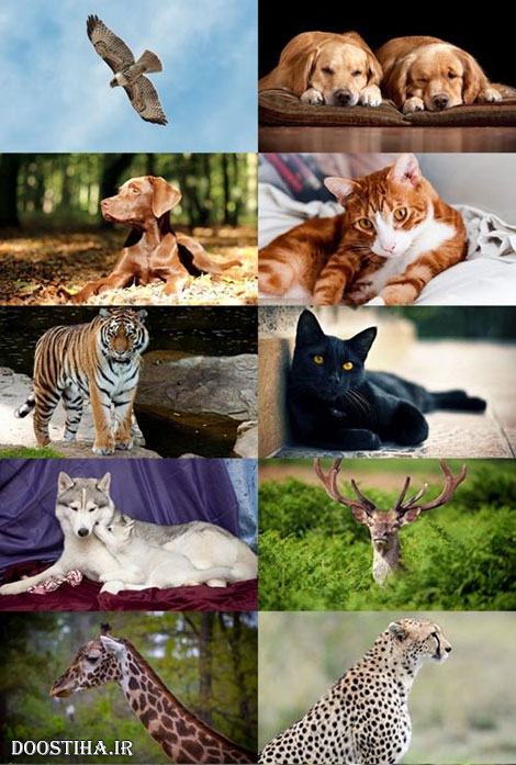 World of Beautiful Animals Wallpapers