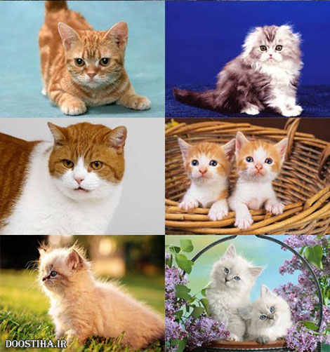 World of Beautiful Animals Wallpapers