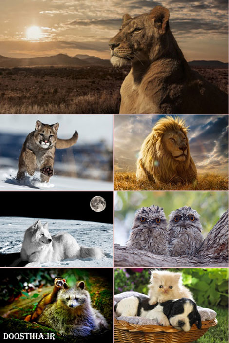 دانلود زیباترین والپیپر حیوانات برای دسکتاپ HQ Wallpapers Animal World