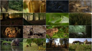 دانلود مستند سیاره سبز با دوبله فارسی The Green Planet 2012