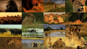 دانلود دوبله فارسی مستند The Last Lions 2011