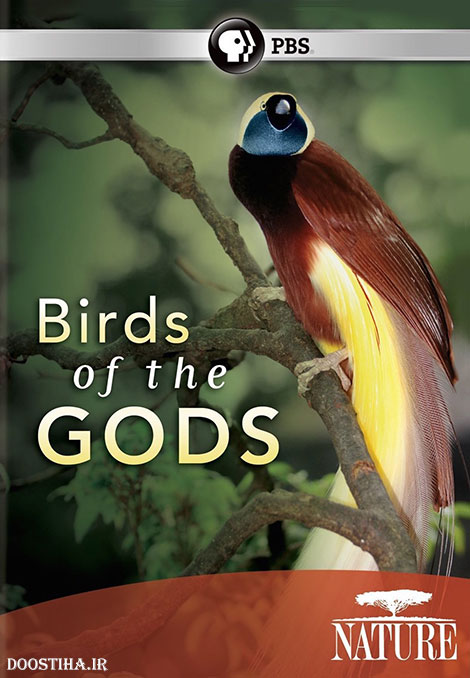 دانلود مستند پرندگان بهشتی Birds of the Gods 2011 دانلود مستند پرندگان بهشتی با دوبله فارسی Birds of the Gods 2011