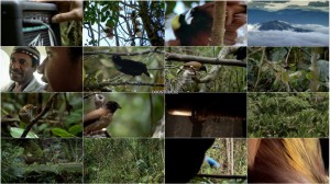 دانلود دوبله فارسی مستند Birds of the Gods 2011