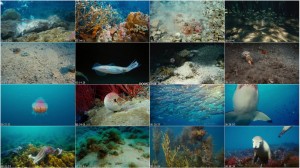 دانلود مستند زیر دریا IMAX: Under the Sea 2009