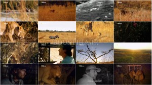 دانلود مستند انسان در برابر شیر با کیفیت عالی و لینک مستقیم