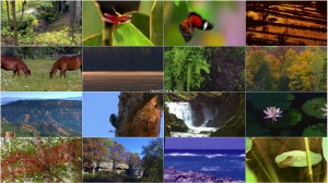مستند Nature's Colors with the World's Greatest Symphonies