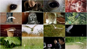 دانلود مستند نیروی جغد PBS - NATURE: Owl Power 2015