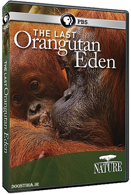 دانلود مستند آخرین اورانگوتان عدن The Last Orangutan Eden 2015