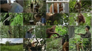 دانلود مستند PBS - NATURE: The Last Orangutan Eden 2015