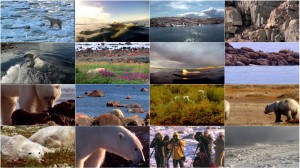 دانلود مستند Polar Bears: A Summer Odyssey 2012