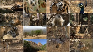 دانلود فیلم انتقام ببر Tiger's Revenge 2015