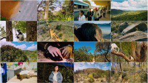 دانلود مستند Island of Lemurs: Madagascar 2014 دانلود مستند Island of Lemurs: Madagascar 2014