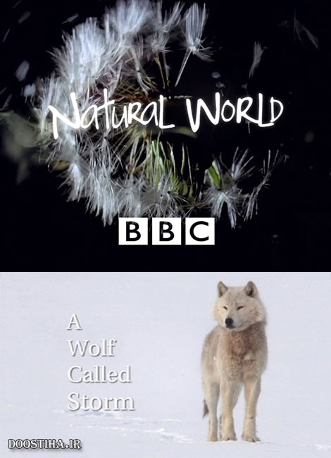 دانلود دوبله فارسی مستند گرگی به نام طوفان A Wolf Called Storm 2012