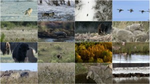 دانلود مستند گرگی به نام طوفان با دوبله فارسی A Wolf Called Storm 2012