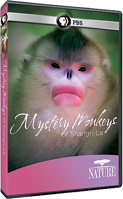 دانلود مستند PBS Nature: Mystery Monkeys of Shangri-La 2015 PBS Nature: Mystery Monkeys of Shangri-La 2015