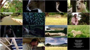 دانلود فیلم شیر سفید با دوبله فارسی White Lion 2010