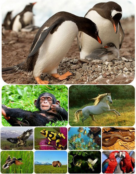 دانلود والپیپر حیوانات و طبیعت Animals & Nature Wallpapers