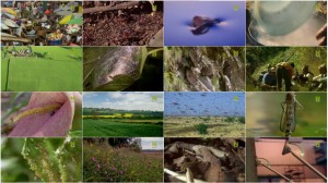 BBC Natures Microworlds Insect Specials E01 Them and Us
