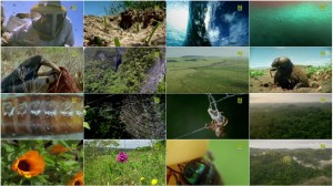 BBC Natures Microworlds Insect Specials E02 Making Worlds
