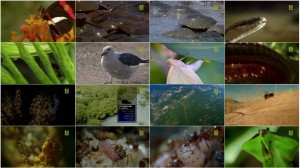 BBC Natures Microworlds Insect Specials E03 The Secret to Their Success