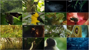 The Choco - Colombia's Wild Coast