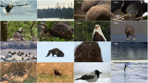 دانلود مستند National Geographic - Eagle: Queen of the Skies National Geographic - Eagle: Queen of the Skies 2015