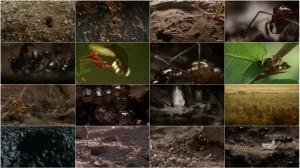 دانلود دوبله فارسی مستند Empire of the Desert Ants 2011