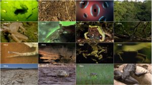 دانلود مستند قورباغه ی هیولا Monster Frog 2015