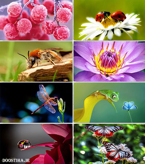 دانلود والپیپر ماکرو, دانلود عکس پس زمینه ماکرو Wallpapers Macro Collection HD