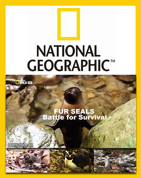 دانلود مستند National Geographic - Fur Seals: Battle for Survival 2014
