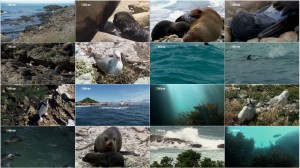 National Geographic Fur Seals Battle for Survival