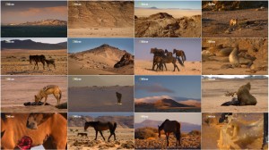 دانلود مستند حیات وحش غرب آفریقا Africa's Wild West 2015 National Geographic- Africa's Wild West 2015