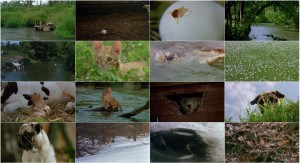 دانلود فیلم The Adventures of Milo and Otis 1986