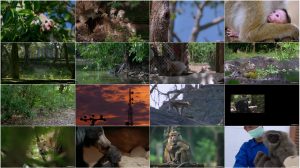 دانلود دوبله فارسی مستند قلمرو میمون ها Monkey Kingdom 2015