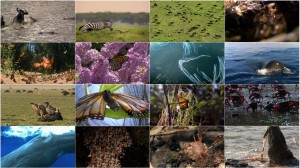 دانلود مستند مهاجرت های بزرگ Great Migrations 2010 National Geographic - Great Migrations EP01 Born to Move