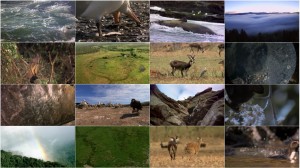 دانلود مستند مهاجرت های بزرگ Great Migrations 2010 National Geographic - Great Migrations EP02 Need to Breed