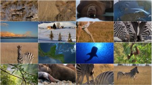 دانلود مستند مهاجرت های بزرگ Great Migrations 2010 National Geographic - Great Migrations EP03 Race to Survive