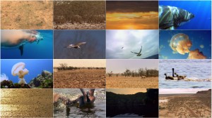 دانلود مستند مهاجرت های بزرگ Great Migrations 2010 National Geographic - Great Migrations EP04 Feast or Famine