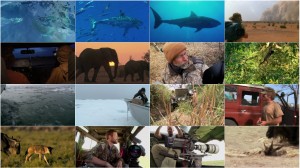 دانلود مستند مهاجرت های بزرگ Great Migrations 2010 National Geographic - Great Migrations EP06 Behind the Scenes