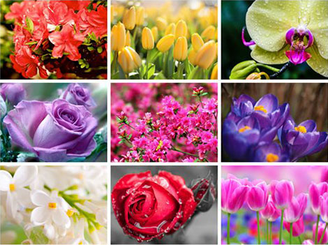 دانلود والپیپرهای گل Amazing Flowers HD Wallpapers