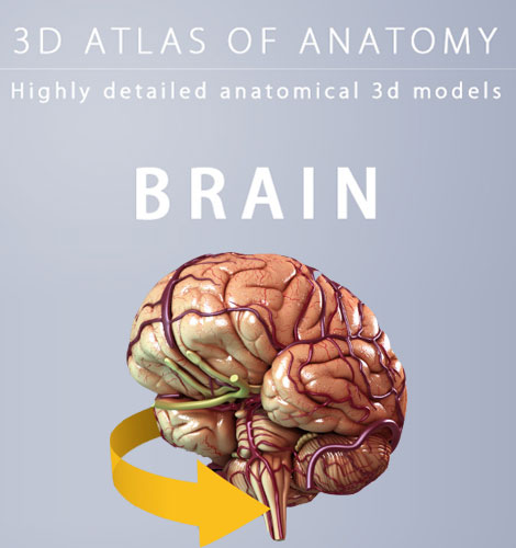 دانلود نرم افزار آناتومی سه بعدی مغز Brain 3D Anatomy