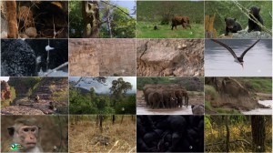 دانلود مستند Nature: Animal Childhood 2015 Nature - Animal Childhood 2015