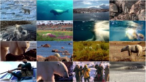 دانلود مستند خرس های قطبی Polar Bears: Ice Bear 2013 Polar Bears: Ice Bear 2013