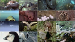 National Geographic - World's Weirdest: Animal Taboos Meet The Parents 2015