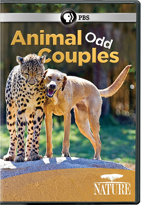 دانلود مستند PBS - Nature: Animal Odd Couples 2012