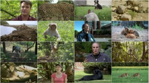 PBS - Nature: Animal Odd Couples 2012