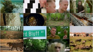 World's Sneakiest Animals 2016 - Staying Alive