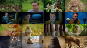 World's Sneakiest Animals 2016 - The Hunger Game