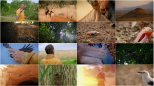 World's Sneakiest Animals 2016 - Sex Lies And Dirty Tricks