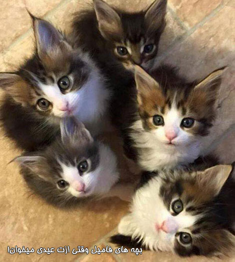 جدیدترین جوک ها و پیامک های خنده دار 28 اسفند 1394, اس ام اس خفن, پیامک سرکاری, شوخی های باحال, لطیفه های جدید شبکه های اجتماعی, جملات طنز, استاتوس فانی و بامزه